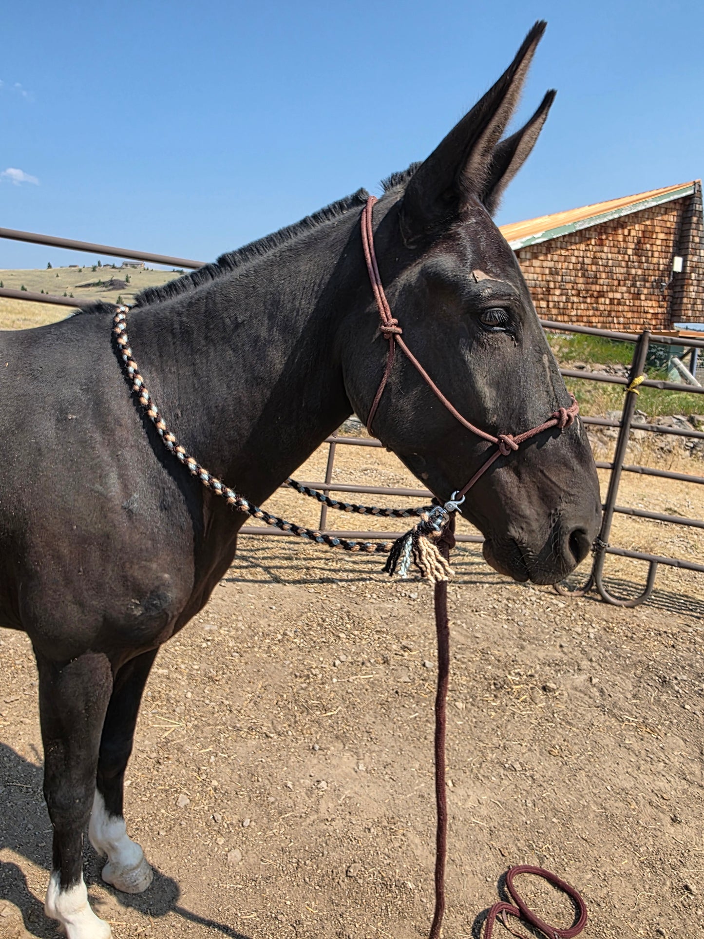 6 foot loop reins with snaps